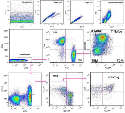 Effects of two immunosuppression regimens on T-lymphocyte subsets in elderly kidney transplant recipients
